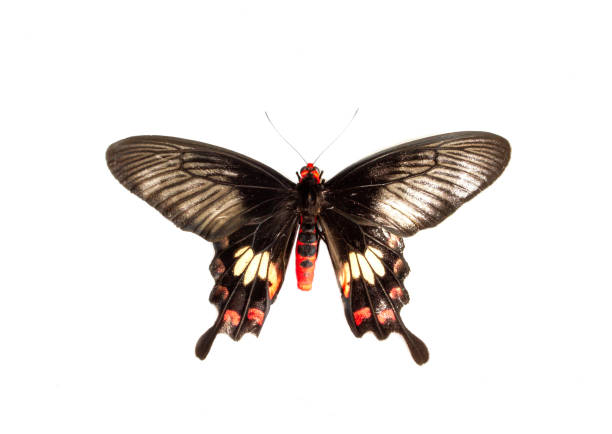 istock The common mormon butterfly isolated on white 1267091177