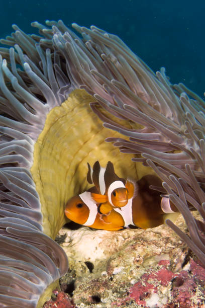 istock Two Clown fish mating in sea anemone close up 1267091354