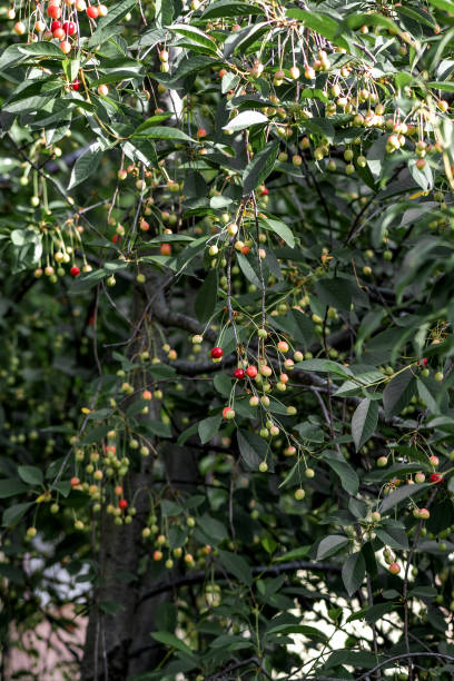 istock Sour cherry tree with unripe cherries. Also known as Morello Cherry. Scientific name Prunus Cerasus and family Rosaceae. 1267091428