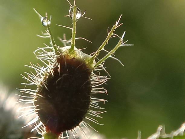 istock Close up of grass 1267092403