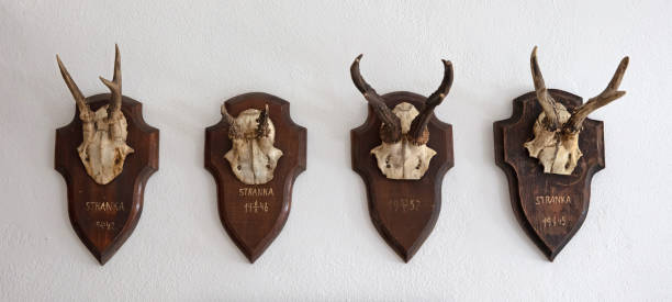 istock Antler as a hunting trophy, hanging on the wall 1267092409