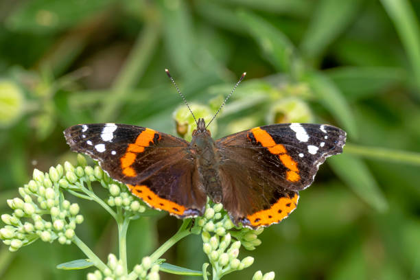istock Large butterfly sits on a blossom against a blurred green background 1267092569