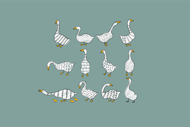 Set of hand-drawn geese. Set of hand-drawn geese. Funny geese collection in vintage style. Can be used for decorating the kitchen, design for the menu, logo, greeting card, farming design duck bird illustrations stock illustrations