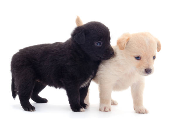 istock Two little puppies. 1267094780