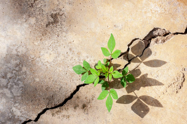 istock Plant that has taken root and growing in a crack in a concrete path. The strong shadow below on the concrete reflects the pattern of the leaves. 1267096070