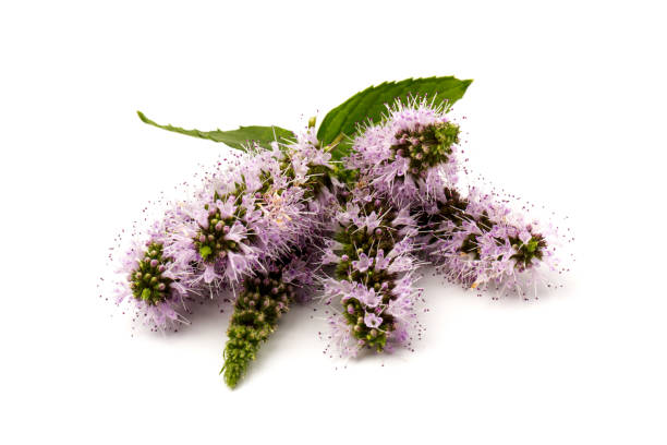 istock Purple peppermint flowers isolated on white background 1267097114