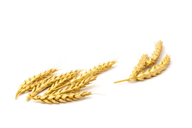 istock Spikelets of golden wheat,  isolated on white background 1267097116