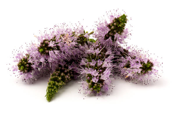 istock Purple peppermint flowers isolated on white background 1267097145