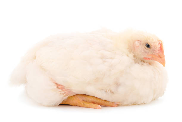 Chicken or young broiler chickens on isolated white background.