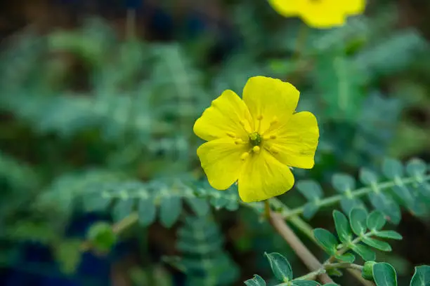 Photo of The yellow flower of devil's thorn plant with blur background