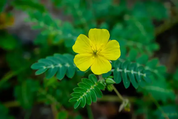 Photo of The yellow flower of devil's thorn with leaf