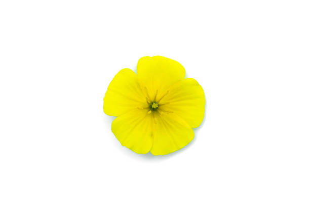 istock The yellow flower of devil's thorn on white background. 1267099082