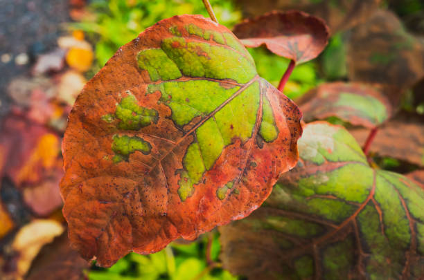 istock Bright colorful autumn leaf, macro photo 1267099208