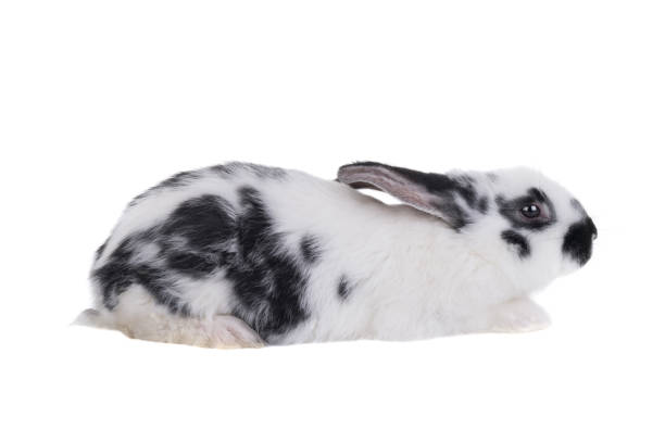 프로필 달마시안 토끼 고립 에 a 흰색 - dalmatian rabbit 뉴스 사진 이미지