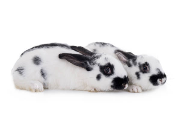 deux lapins dalmates isolés sur un blanc - dalmatian rabbit photos et images de collection