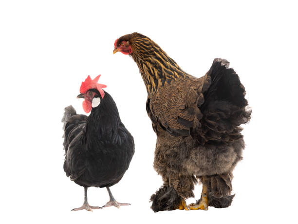 istock Big hen Brama is looking at a black chicken.  isolated on a white 1267099241