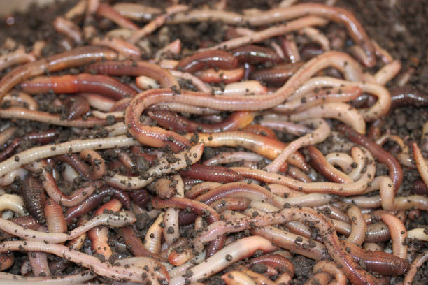 istock Many earthworms in the soil 1267100309