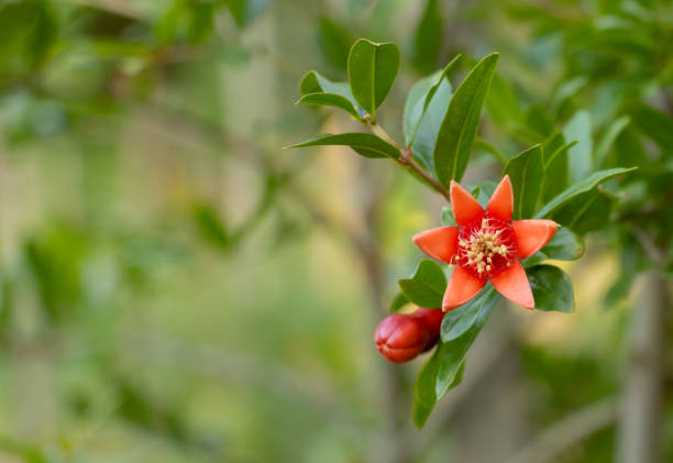 Pomegranate tree with the red flower like a star.