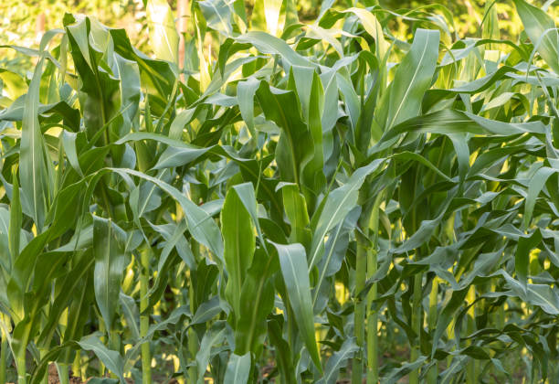istock Corn field, grows beautifully in the village 1267102609