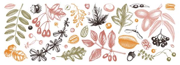 illustrazioni stock, clip art, cartoni animati e icone di tendenza di collezione di elementi botanici autunnali. - acorn oak oak tree leaf