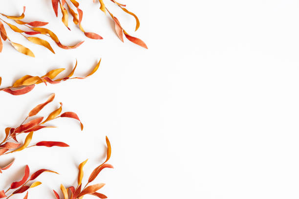 Autumn composition. Red leaves on white background. Autumn, fall, thanksgiving day concept. Flat lay, top view