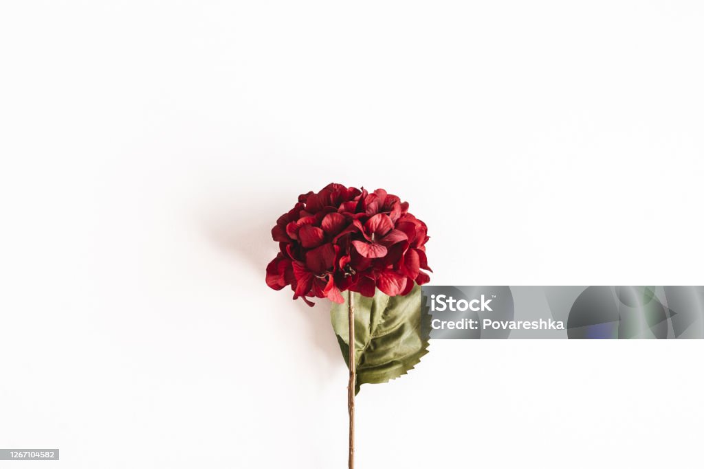 Autumn composition. Red flowers on white background. Autumn, fall concept. Flat lay, top view Dried Plant Stock Photo
