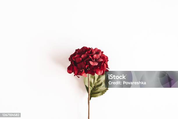 Autumn Composition Red Flowers On White Background Autumn Fall Concept Flat Lay Top View Stock Photo - Download Image Now