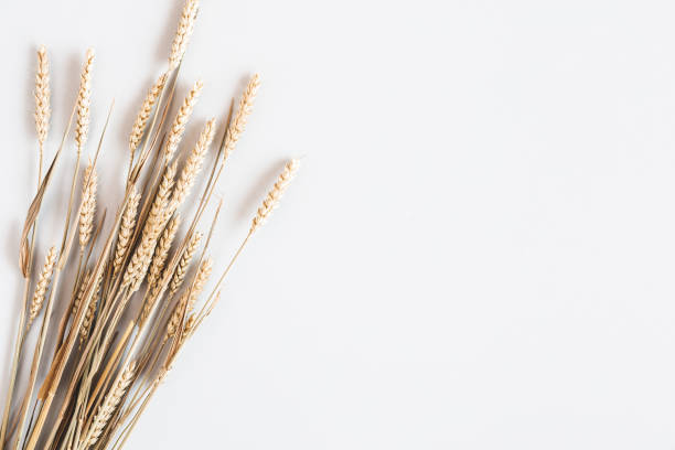 Autumn composition. Wheat ears on white background. Autumn, fall, thanksgiving day concept. Flat lay, top view