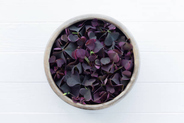 Oxalis, sorrel in a bowl on a white wooden board Oxalis, sorrel in a bowl on a white wooden board. Oxalis corniculata an edible plant from the garden. wood sorrel stock pictures, royalty-free photos & images