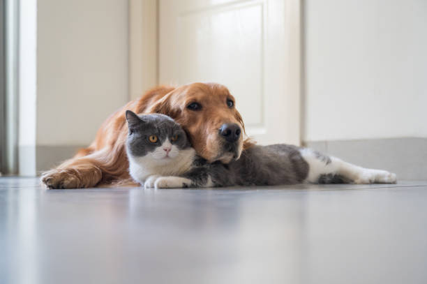 istock Golden Retriever and British Shorthair 1267105818