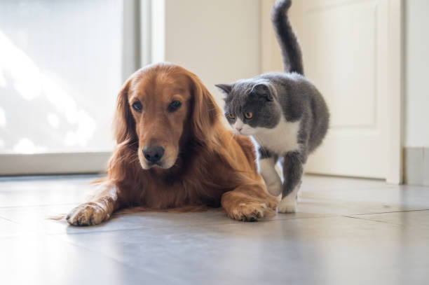 istock Golden Retriever and British Shorthair 1267105826
