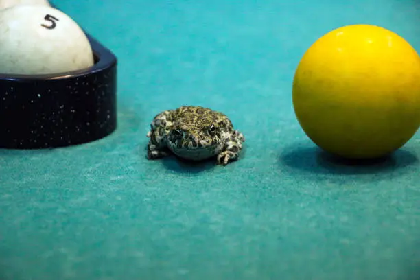 Photo of spotted green frog on  pool table with old dirty billiard balls and shabby dusty green cloth. the concept of foul play, toad of greed and meanness in the game of billiards.