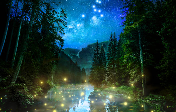 forêt de nuit fantastique - firefly photos et images de collection
