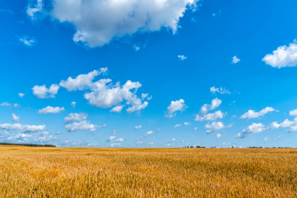 istock Field of barley in a summer day 1267108241