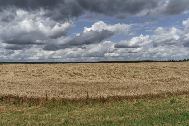 istock wheat field before the rain. dark sky with clouds 1267108265
