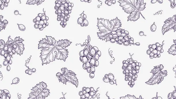 Vector illustration of Grape pattern. Vine seamless texture, plants and leaves. Sketch vineyard and wine raw elements vector background