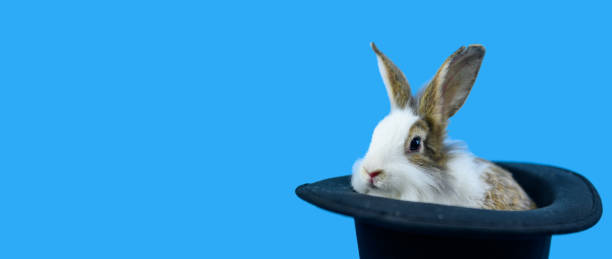 istock Rabbit on blue screen background with clipping path. Spirit animal and clever pet for Easter 1267109894
