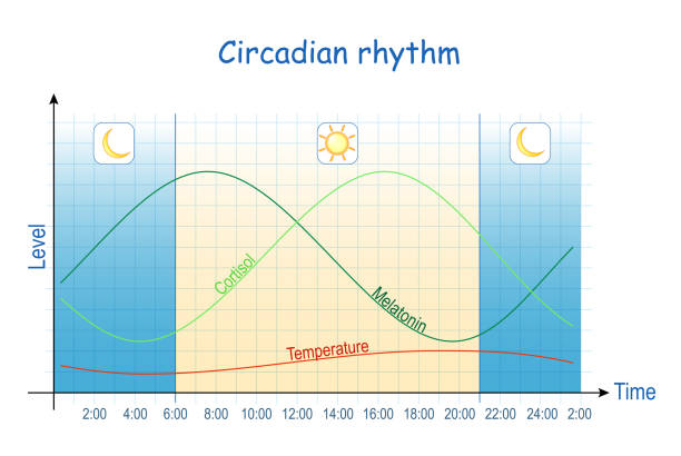 circadian 리듬.  인간의 생물학적 시계. - biological clock stock illustrations