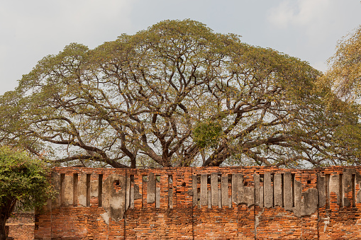 AYUTTHAYA, THAILAND - 2015 February. Big tree at Wat Ratchaburana temple.