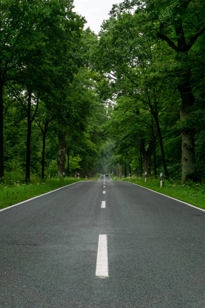 istock empty blacktop two-lane road in deep lush green forest with copy space 1267113864