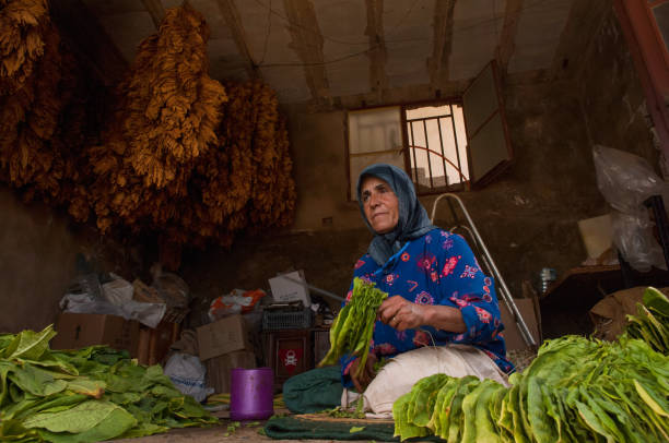 libańska kobieta susząca liście tytoniu, południowy liban - sidon zdjęcia i obrazy z banku zdjęć