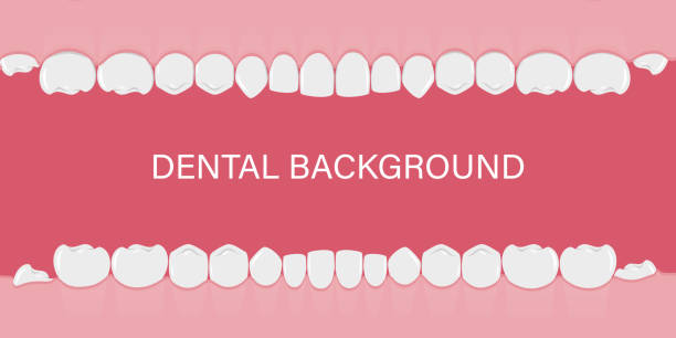 ilustraciones, imágenes clip art, dibujos animados e iconos de stock de fondo con dientes seguidos. dientes humanos en la encía. antecedentes para dentistas, ortodoncistas. plantilla con un espacio vacío para el texto. un banner de estilo plano. ilustración vectorial. - premolar