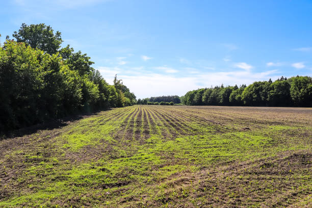 istock Close up view on seedling on an agricultural field in a perspective view 1267116503