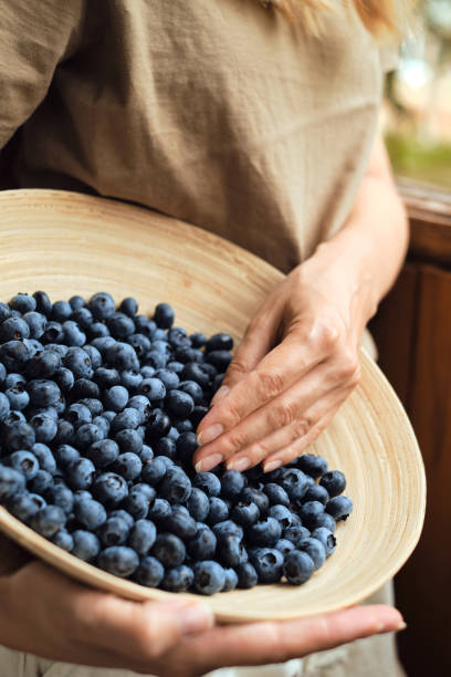 bleuets dans les mains des femmes. baies biologiques naturelles. frais belle myrtille fermer. délicieuse baie sauvage d’été. baies pour le dessert. mode de vie sain, collation sucrée végétarienne - blueberry picking freshness berry photos et images de collection