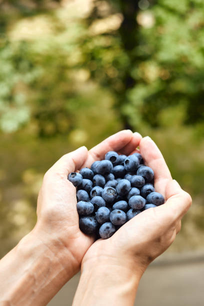 bleuets dans les mains des femmes. baies biologiques naturelles. frais belle myrtille fermer. délicieuse baie sauvage d’été. baies pour le dessert. mode de vie sain, collation sucrée végétarienne - blueberry picking freshness berry photos et images de collection