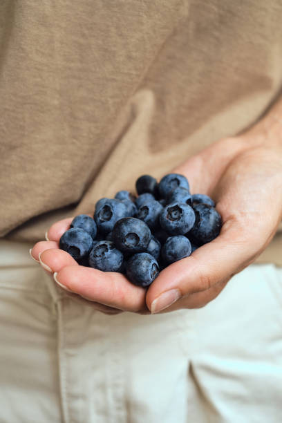 bleuets dans les mains des femmes. baies biologiques naturelles. frais belle myrtille fermer. délicieuse baie sauvage d’été. baies pour le dessert. mode de vie sain, collation sucrée végétarienne - blueberry picking freshness berry photos et images de collection