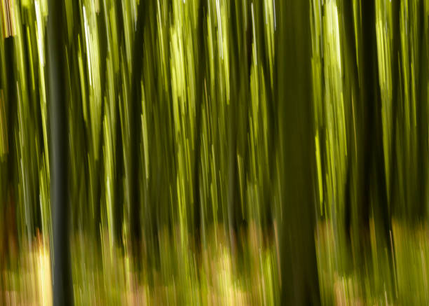 istock abstract panning background of dense green forest vegetation 1267116721