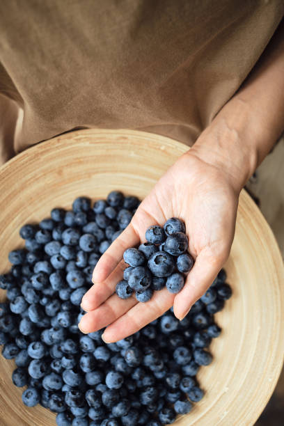 bleuets dans les mains des femmes. baies biologiques naturelles. frais belle myrtille fermer. délicieuse baie sauvage d’été. baies pour le dessert. mode de vie sain, collation sucrée végétarienne - blueberry picking freshness berry photos et images de collection