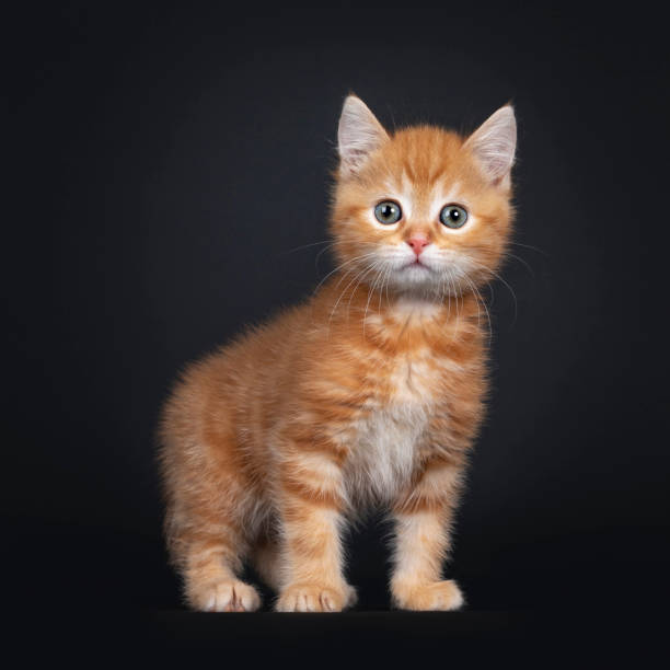 istock Red tabby shorthair kitten on black 1267116819