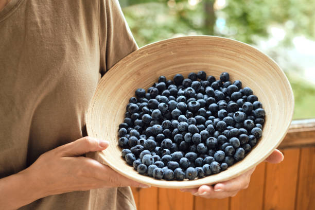 bleuets dans les mains des femmes. baies biologiques naturelles. frais belle myrtille fermer. délicieuse baie sauvage d’été. baies pour le dessert. mode de vie sain, collation sucrée végétarienne - blueberry picking freshness berry photos et images de collection